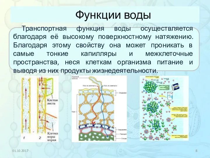 Функции воды 01.10.2017 Транспортная функция воды осуществляется благодаря её высокому поверхностному натяжению.