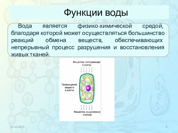 Функции воды 01.10.2017 Вода является физико-химической средой, благодаря которой может осуществляться большинство