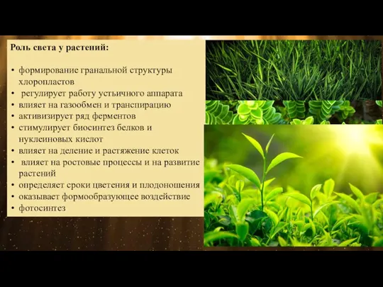 Роль света у растений: формирование гранальной структуры хлоропластов регулирует работу устьичного аппарата