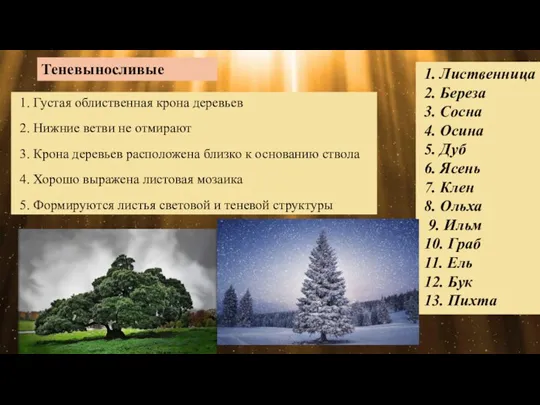 1. Густая облиственная крона деревьев 2. Нижние ветви не отмирают 3. Крона