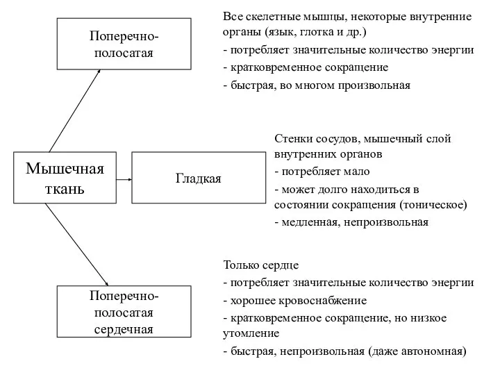 Мышечная ткань Поперечно-полосатая Гладкая Поперечно-полосатая сердечная Стенки сосудов, мышечный слой внутренних органов