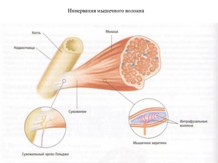 Иннервация мышечного волокна