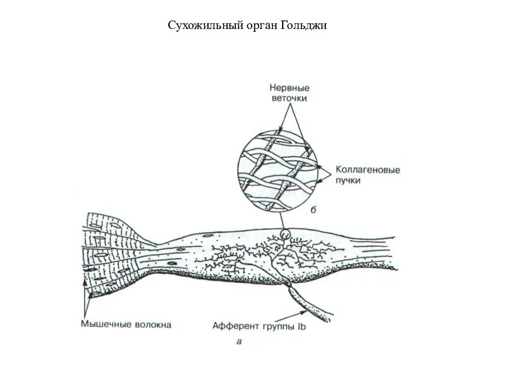 Сухожильный орган Гольджи