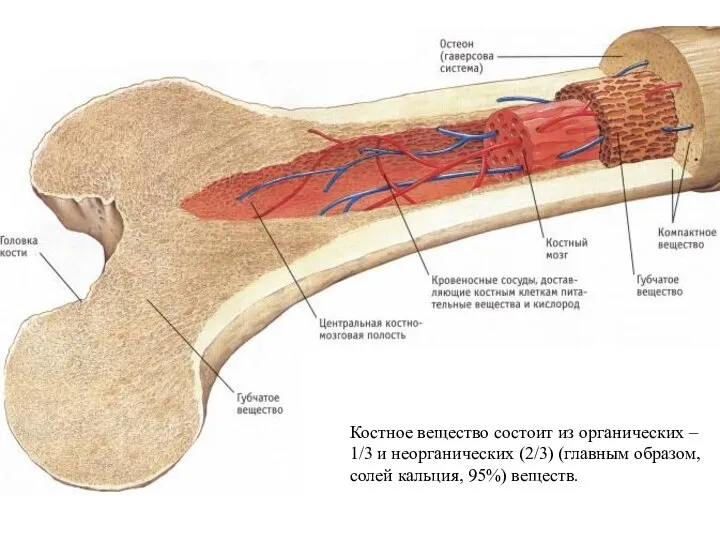 Костное вещество состоит из органических – 1/3 и неорганических (2/3) (главным образом, солей кальция, 95%) веществ.