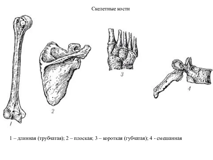 Скелетные кости 1 – длинная (трубчатая); 2 – плоская; 3 – короткая (губчатая); 4 - смешанная