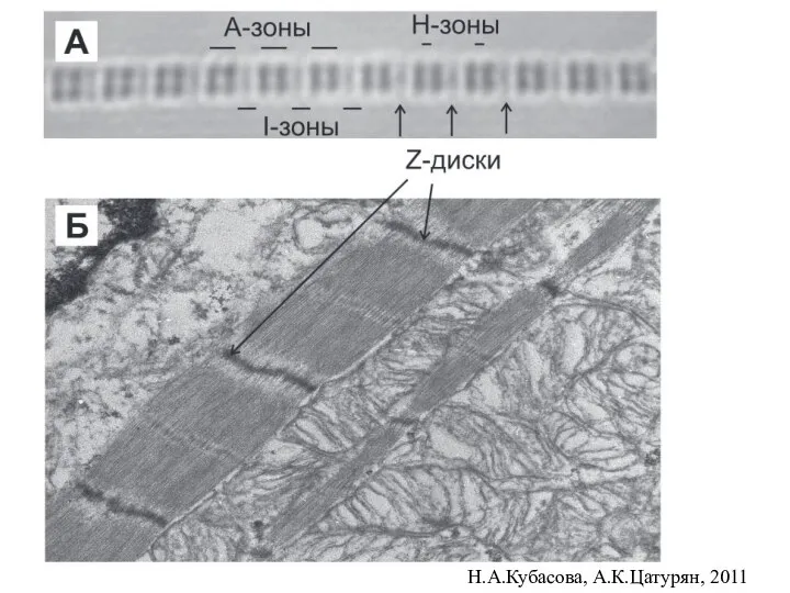 Н.А.Кубасова, А.К.Цатурян, 2011