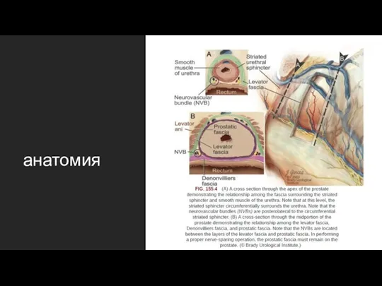 анатомия