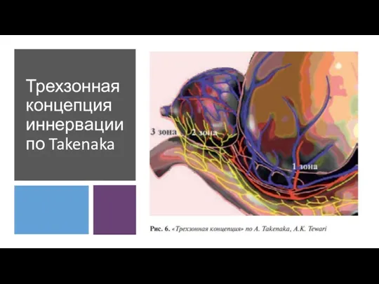 Трехзонная концепция иннервации по Takenaka