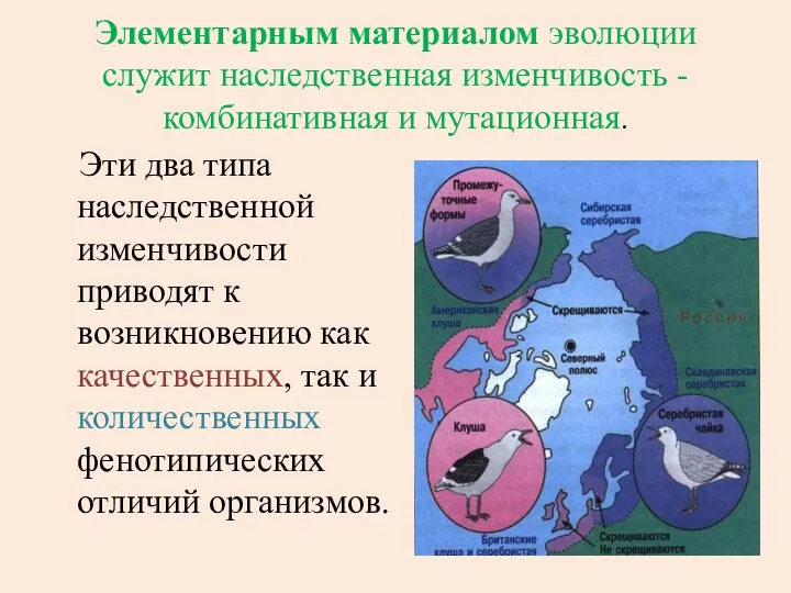 Элементарным материалом эволюции служит наследственная изменчивость - комбинативная и мутационная. Эти два