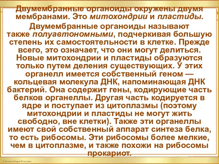 Двумембранные органоиды окружены двумя мембранами. Это митохондрии и пластиды. Двумембранные органоиды называют