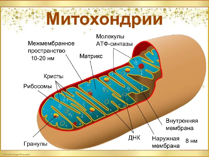 Митохондрии 10-20 нм 8 нм