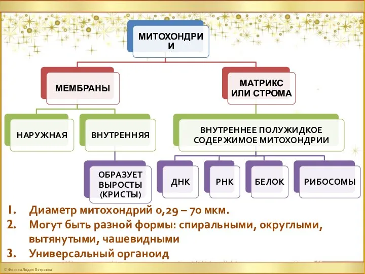 Диаметр митохондрий 0,29 – 70 мкм. Могут быть разной формы: спиральными, округлыми, вытянутыми, чашевидными Универсальный органоид