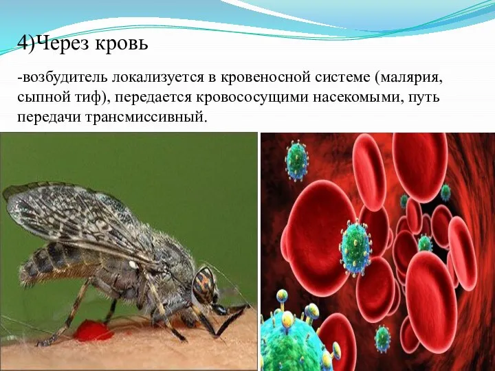 4)Через кровь -возбудитель локализуется в кровеносной системе (малярия, сыпной тиф), передается кровососущими насекомыми, путь передачи трансмиссивный.