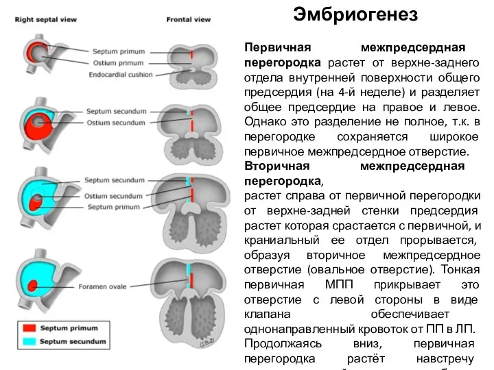 Эмбриогенез Первичная межпредсердная перегородка растет от верхне-заднего отдела внутренней поверхности общего предсердия