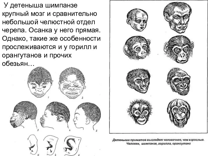 У детеныша шимпанзе крупный мозг и сравнительно небольшой челюстной отдел черепа. Осанка