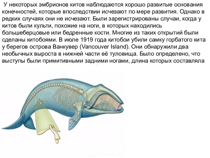 У некоторых эмбрионов китов наблюдаются хорошо развитые основания конечностей, которые впоследствии исчезают
