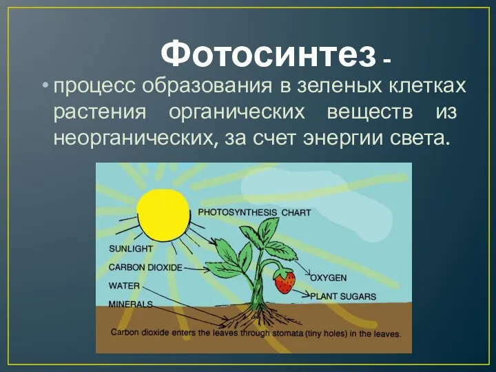 Фотосинтез - процесс образования в зеленых клетках растения органических веществ из неорганических, за счет энергии света.