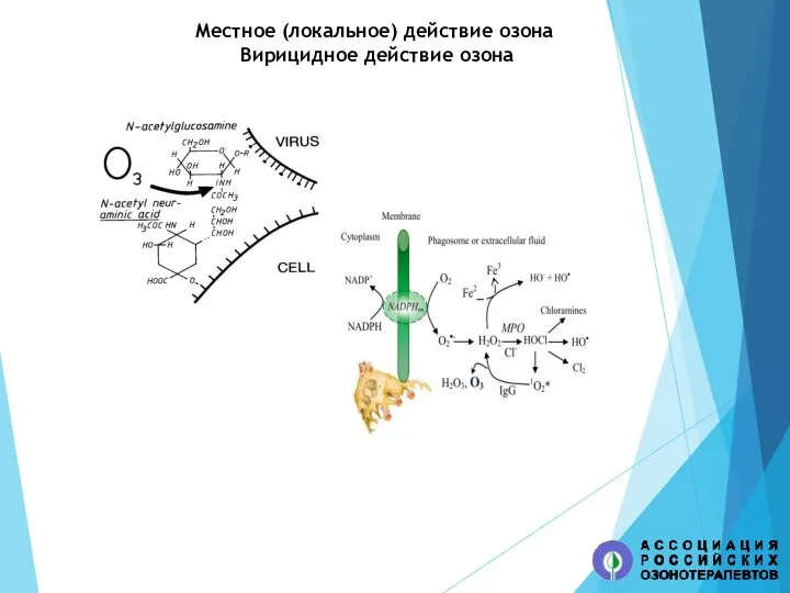 Местное (локальное) действие озона Вирицидное действие озона