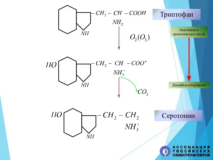 Триптофан Окисление в ароматическом цикле Декарбоксилирование Серотонин