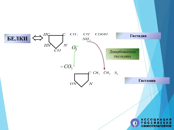 БЕЛКИ Гистидин Гистамин Декарбоксилаза гистидина