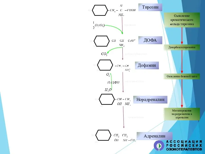 Тирозин ДОФА Дофамин Норадреналин Адреналин Окисление ароматического кольца тирозина Декарбоксилирование Окисление боковой