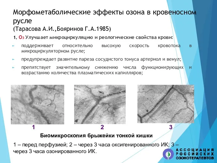 Морфометаболические эффекты озона в кровеносном русле (Тарасова А.И.,Бояринов Г.А.1985) 1. О3 Улучшает