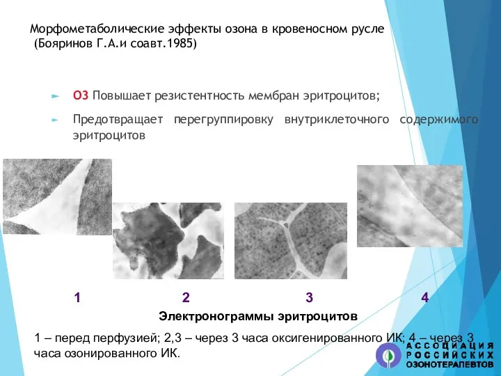 Морфометаболические эффекты озона в кровеносном русле (Бояринов Г.А.и соавт.1985) О3 Повышает резистентность