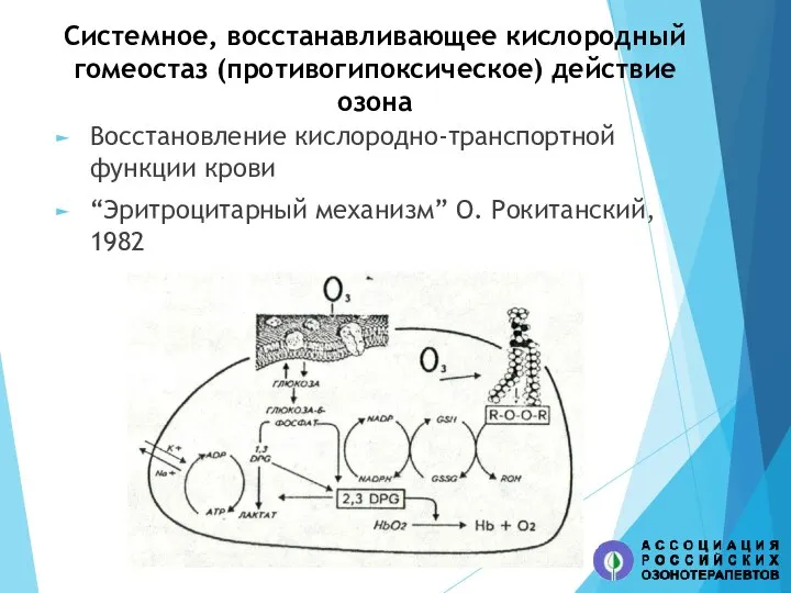 Системное, восстанавливающее кислородный гомеостаз (противогипоксическое) действие озона Восстановление кислородно-транспортной функции крови “Эритроцитарный механизм” О. Рокитанский, 1982