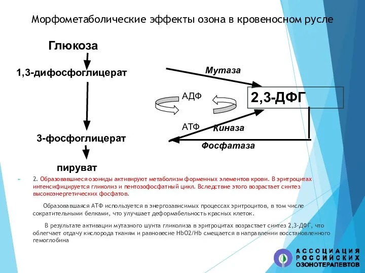 Глюкоза 1,3-дифосфоглицерат 3-фосфоглицерат пируват Мутаза 2,3-ДФГ АДФ АТФ Киназа Фосфатаза Морфометаболические эффекты