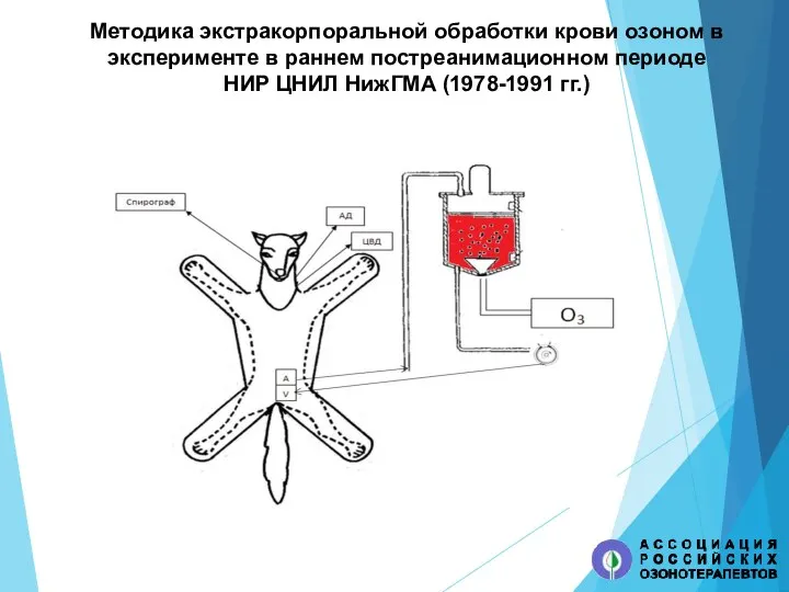 Методика экстракорпоральной обработки крови озоном в эксперименте в раннем постреанимационном периоде НИР ЦНИЛ НижГМА (1978-1991 гг.)