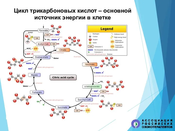 Цикл трикарбоновых кислот – основной источник энергии в клетке