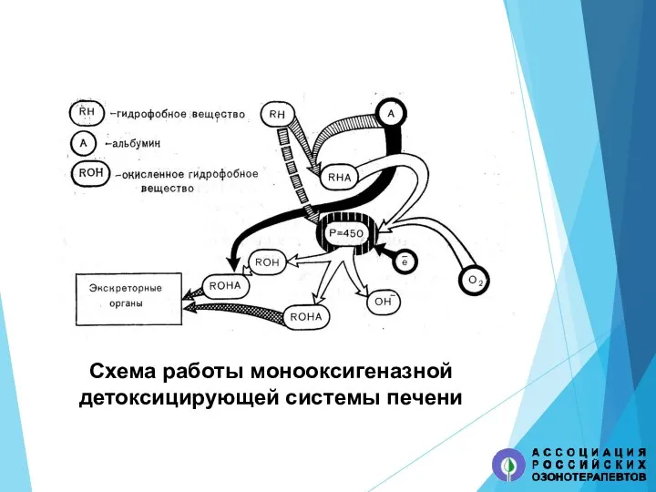 Схема работы монооксигеназной детоксицирующей системы печени