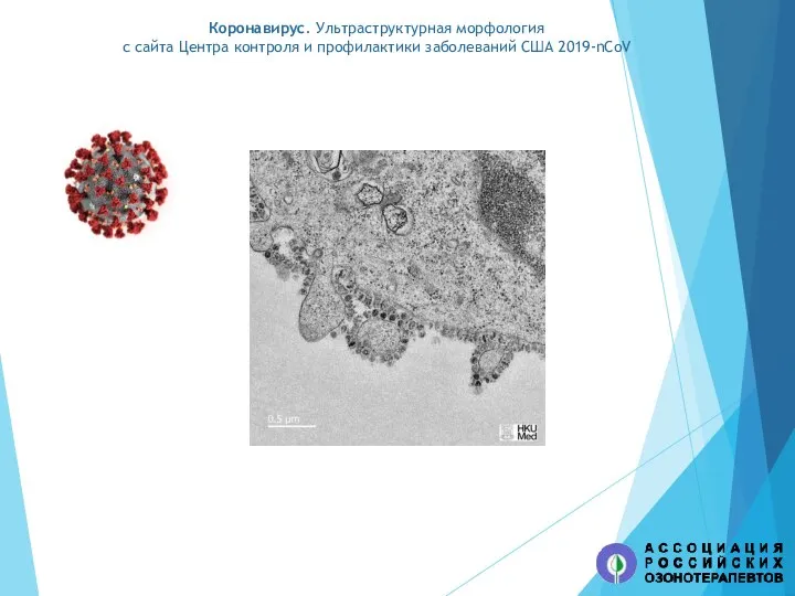 Коронавирус. Ультраструктурная морфология c сайта Центра контроля и профилактики заболеваний США 2019-nCoV