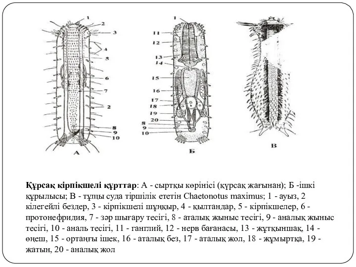 Құрсақ кірпікшелі құрттар: А - сыртқы көрінісі (қүрсақ жағынан); Б -ішкі құрылысы;