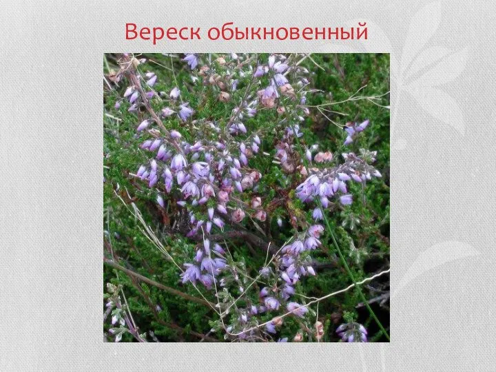 Вереск обыкновенный