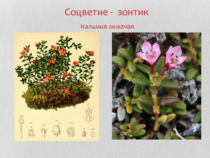 Соцветие - зонтик Кальмия лежачая