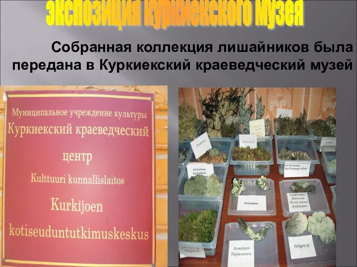 Собранная коллекция лишайников была передана в Куркиекский краеведческий музей экспозиция куркиекского музея
