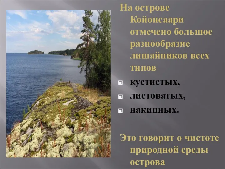 На острове Койонсаари отмечено большое разнообразие лишайников всех типов кустистых, листоватых, накипных.