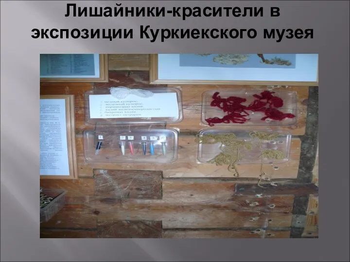 Лишайники-красители в экспозиции Куркиекского музея
