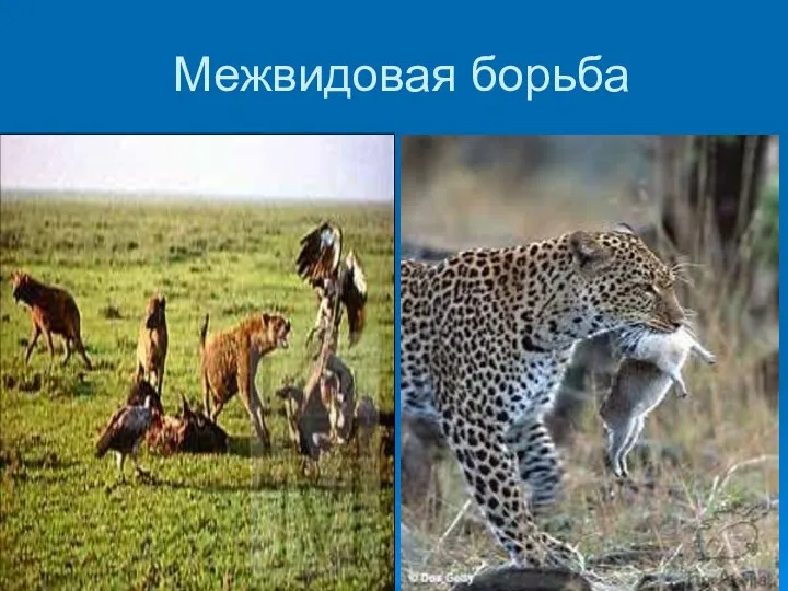 Межвидовая борьба