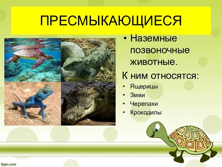 ПРЕСМЫКАЮЩИЕСЯ Наземные позвоночные животные. К ним относятся: Ящерицы Змеи Черепахи Крокодилы