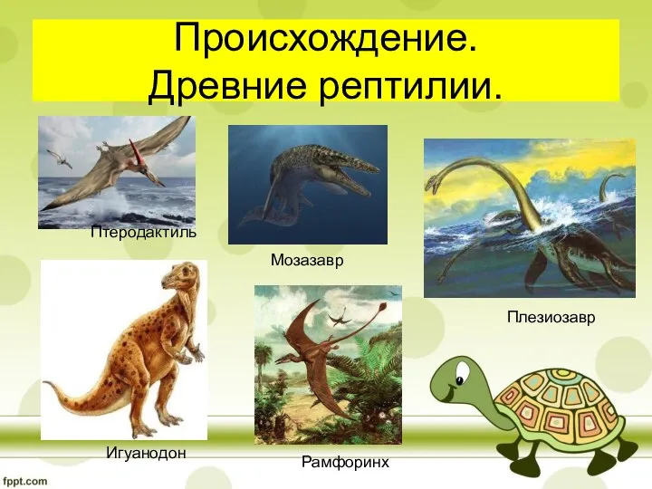 Происхождение. Древние рептилии. Птеродактиль Игуанодон Мозазавр Плезиозавр Рамфоринх