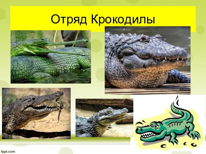 Отряд Крокодилы