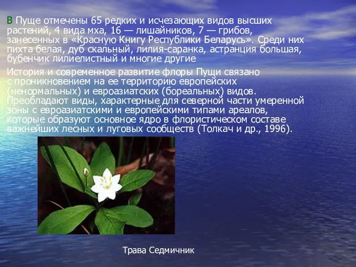 В Пуще отмечены 65 редких и исчезающих видов высших растений, 4 вида