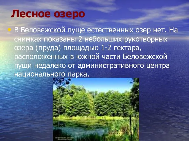 Лесное озеро В Беловежской пуще естественных озер нет. На снимках показаны 2