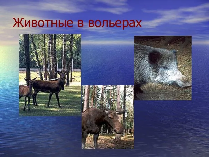 Животные в вольерах