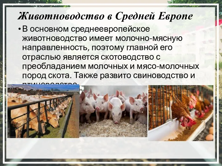 Животноводство в Средней Европе В основном среднеевропейское животноводство имеет молочно-мясную направленность, поэтому
