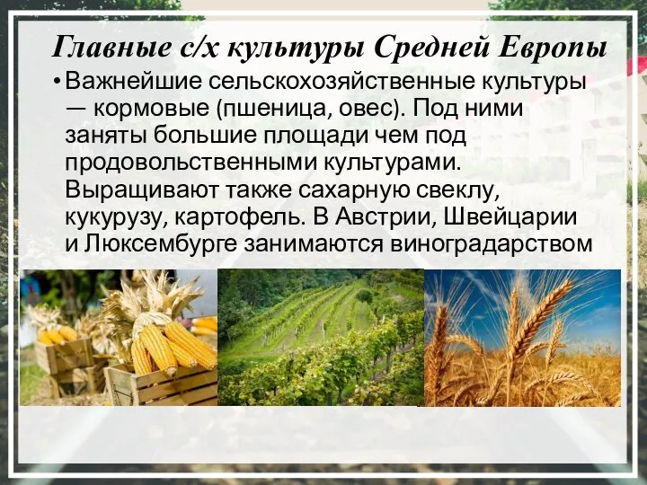 Главные с/х культуры Средней Европы Важнейшие сельскохозяйственные культуры — кормовые (пшеница, овес).