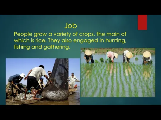 Job People grow a variety of crops, the main of which is