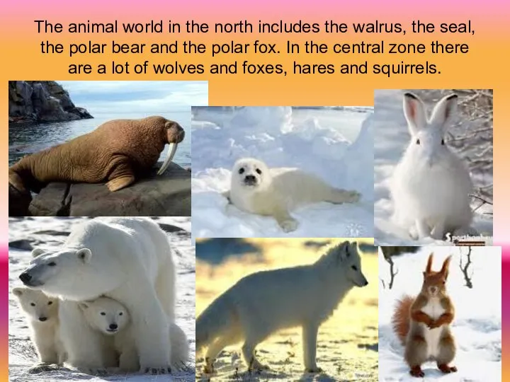 The animal world in the north includes the walrus, the seal, the